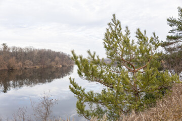 Pine trees on the bank of the river. Trees on the lake