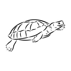 Slider Turtle, freshwater amphibian animal - Vector