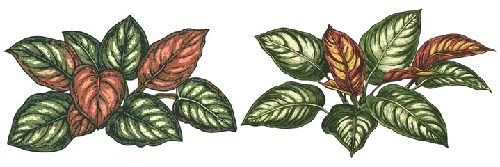 1970s Maranta vintage engraving, lush red and green leaves, detailed textures and sketchy outlines, botanical illustrations, vintage style plants, nature art, indoor plants, decorative sketches