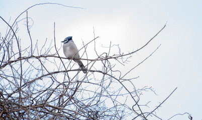 Blue Jay