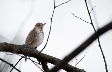 Hermit Thrush