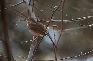 Hermit Thrush