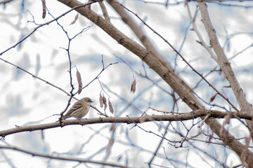 Yellow Rumped Warbler