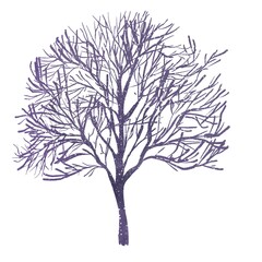 Obraz premium Spreading Tree Without Leaves, Bare Trunk, Winter Nature, Watercolor Illustration, Isolated Element On A White Background