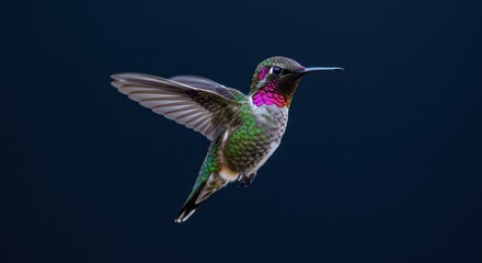 Fototapeta premium Stunning Photograph of a Hummingbird in Mid-Air with Vibrant Plumage and Dark Background for Wildlife Enthusiasts and Nature Lovers