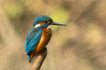 Z7N_0778-Enhanced-NR.dng