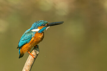 Common kingfisher (Alcedo atthis) during on branch tree for diving into water eating fish at the river.Kingfisher fishing and hunting perching on a twig.Nature animal wildlife concept.