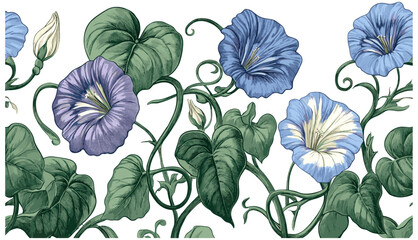 Captivating vintage engraving of Morning Glory flowers in muted blue and purple tones, with delicate twisting green vines