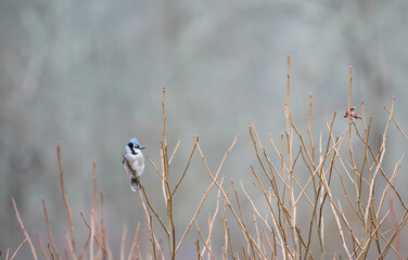 Blue Jay