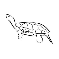 Slider Turtle, freshwater amphibian animal - Vector