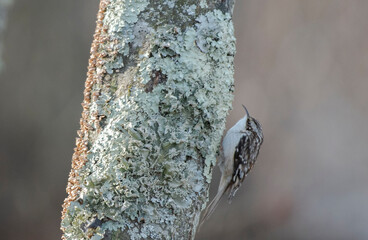 Brown Creeper