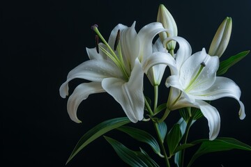 Fototapeta premium Studio shot of elegant white lilies blooming against a dark background, showcasing their delicate beauty and purity