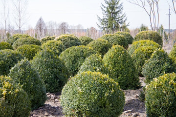 Obraz premium Cultivation of ornamental shrubs boxwood in the spring garden.