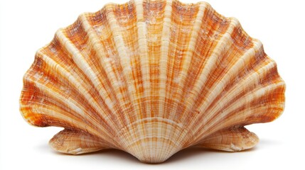 Obraz premium Scallop shell, ocean, studio, white background, isolated, texture, summer, travel, design