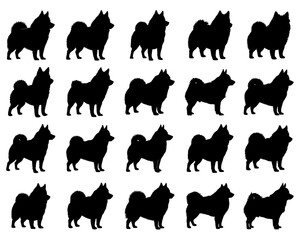 SCHIPPERTKE DOGS SILHUOETTE ON WHITE BACKGROUND