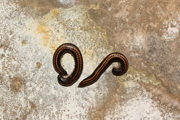 Sandschnurfüsser oder Gemeiner Zweistreifen-Schnurfüsser, (Ommatoiulus sabulosus)