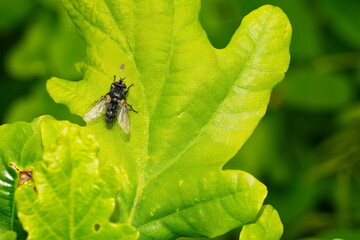 Eulen-Raupenfliege ( Voria ruralis )