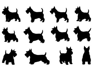 SCOTTISH TERRIER DOG SILHOUETTE ON WHITE BACKGROUND