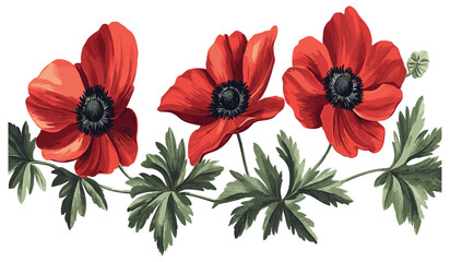 Bright red petals of the 2070s Anemone paired with dark green foliage, intricately illustrated in a vintage engraving style, evoking a sense of classic botanical artistry.