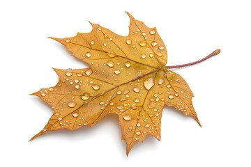 Naklejka premium Autumn Maple Leaf with Dew Drops