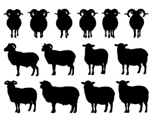 SHEEPS SILHOUETTE ON WHITE BACKGROUND