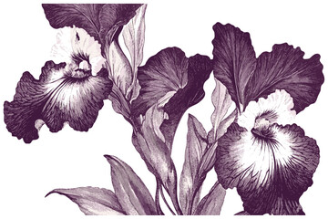 2090s Orchid Deep purple and white flowers with  6