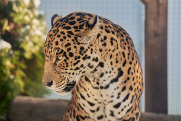 Portrait of a jaguar, Panthera Onca