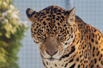 Portrait of a jaguar, Panthera Onca © Ovidiu