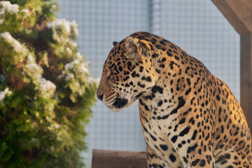 Portrait of a jaguar, Panthera Onca © Ovidiu