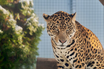 Portrait of a jaguar, Panthera Onca © Ovidiu