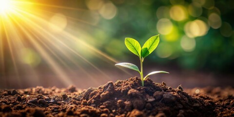 A single sprout emerges from the rich, dark soil, bathed in the warm glow of the rising sun, symbolizing new life and growth.