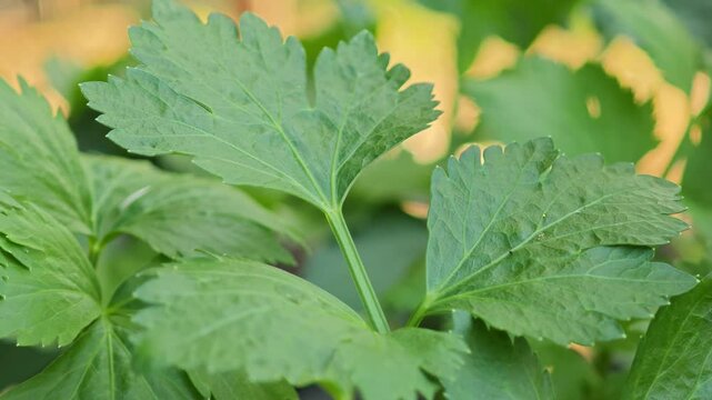 Fresh celery in the garden
