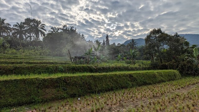 Java, Indonesien, Puncak, 