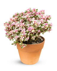 A potted Portulacaria afra, also known as the Elephant Bush or Dwarf Jade, showcasing its vibrant pink and green variegated leaves, isolated against a white background.