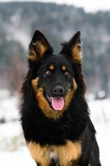 Winter portrait of a Czech dog breed, Chodsky Pes.