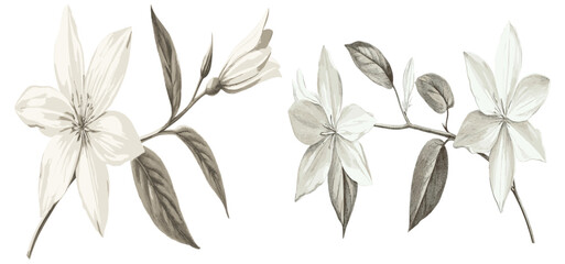 Vintage starflower botanical drawing with delicate white petals, capturing the essence of winter elegance in antique style