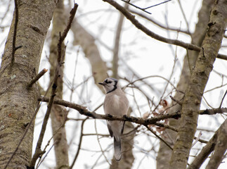 Blue Jay