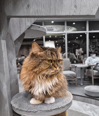 Cat cafe