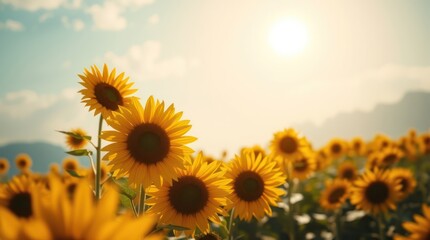 Obraz premium sunflower field with sky