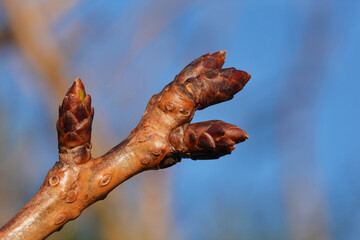 Tree branch with dormant buds preparing for spring growth.