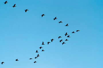 a flock of migratory birds in the sky