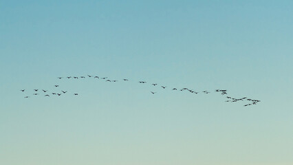 a flock of migratory birds in the sky