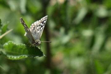 butterfly on a green leaf