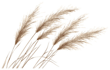 Fototapeta premium Elegant Antique Botanical Illustration of Pampas Grass in Soft Sepia Tones, Perfect for Vintage-Inspired Home Decor and Nostalgic Interior Design