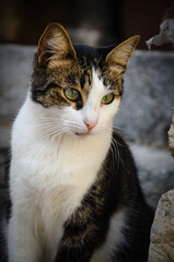 White and gray cat on the street in Taormina, Sicily	