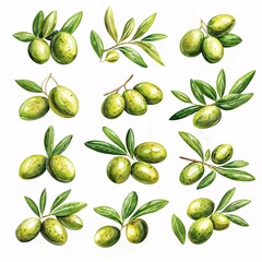 illustration of olives on white background, with olives and olive leaves