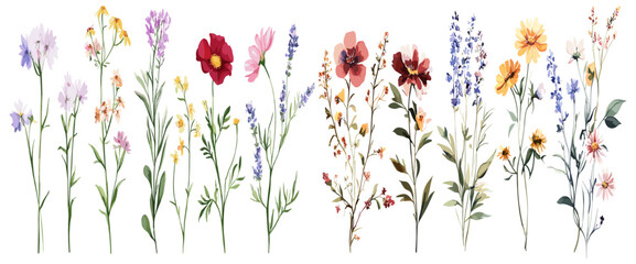 Watercolor hand-drawn summer wild field flowers, part of a beautiful floral set, perfect for stock illustrations and clip art designs for creative projects.