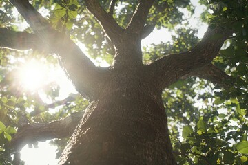 Obraz premium Tall tree trunk and branches seen from below with sunshine, nature background.