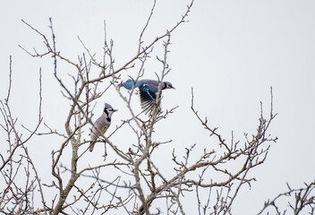 Blue Jay