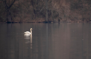 Mute Swan